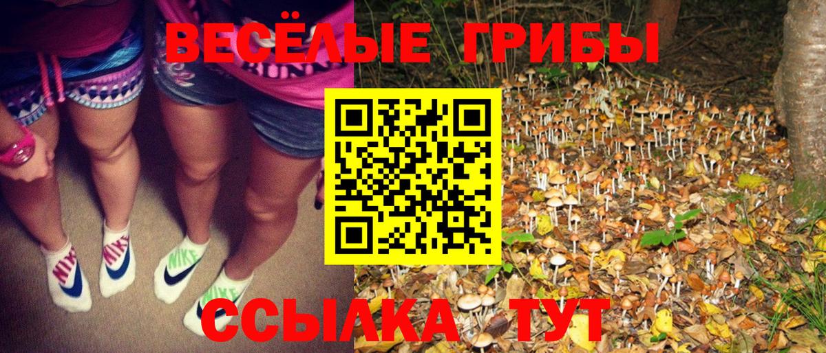 Сосновый Бор  Псилоцибиновые грибы Cubensis  Вход с VPN  Галлюциногенные грибы прущие грибы 